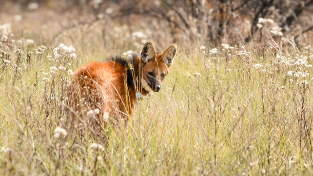Volver a la naturaleza: la nueva vida de los animales silvestres después del cautiverio