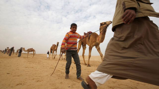 Carreras de camellos en el desierto de Egipto