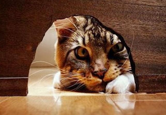 El arma secreta de los gatos para cazar ratones