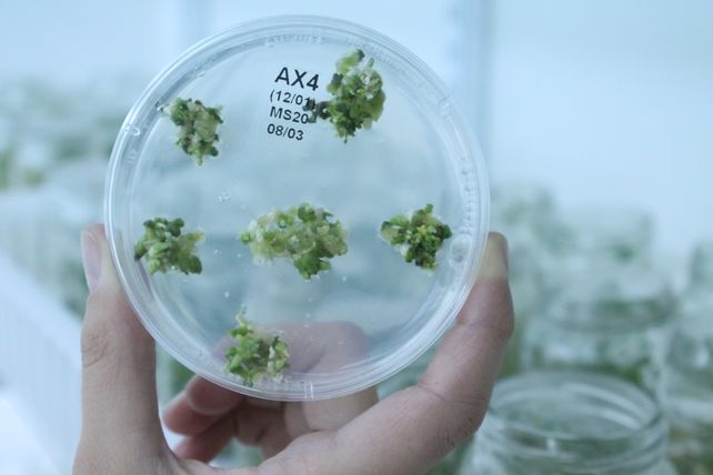 Ciencia. La biotecnología es una de  las áreas a promover con la legislación.