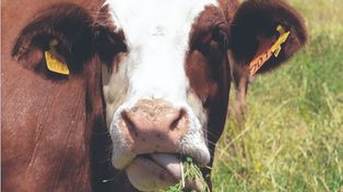 Manejo. La prótesis de acero mejora la alimentación del animal rumiante.