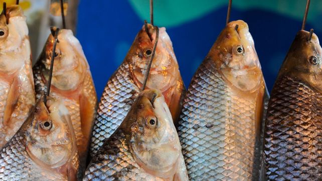 Aseguran que en Rosario no se fiscaliza la pesca.&nbsp;