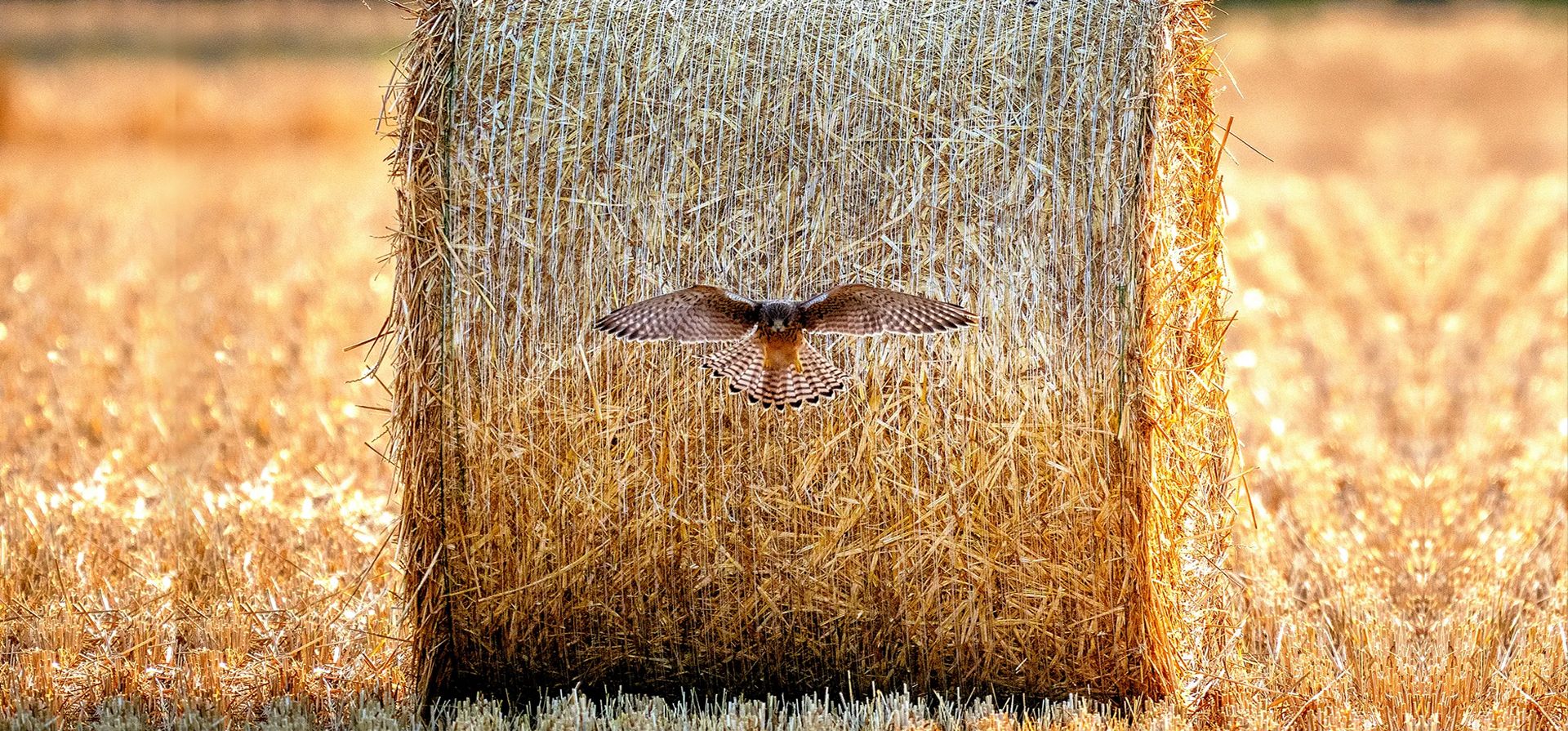 Frankfurt, Alemania. Un ave rapaz en un campo a las afueras de la ciudad. Fotografía: Michael Probst/AP Frankfurt, Alemania. Un ave rapaz en un campo a las afueras de la ciudad. Fotografía: Michael Probst/AP