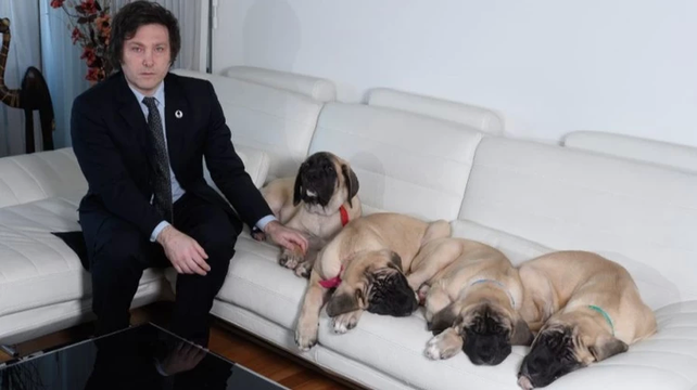 Javier Milei junto a sus mastines ingleses. La ley lleva el nombre de su mascota favorita,  Conan