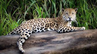 Cazaron otro ejemplar de yaguareté en Formosa
