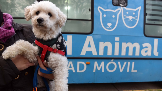 El municipio llevó adelante una serie de acciones para prevenir y evitar el maltrato animal