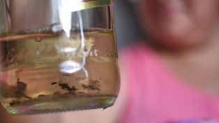 Dengue: continúa en descenso la presencia del mosquito transmisor de la enfermedad en los barrios de la ciudad