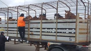 El Senasa relajó los controles sanitarios a animales que circulen en las provincias afectadas por la sequía y los incendios,&nbsp;