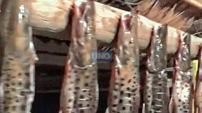 Video-Depredación: La Justicia de Corrientes investiga a un pescador de Paraná