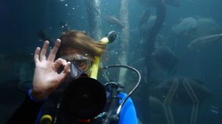 Un tour por el fascinante mundo acuático: este sábado reabre el Acuario 