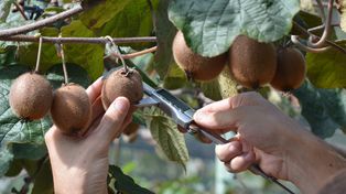Entre Ríos: impulsan el cultivo de kiwi como fruta primicia