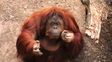 Tras el habeas corpus, la orangután Sandra se irá a vivir a un santuario en Brasil