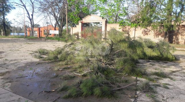 Cayeron árboles y postes por la tormenta