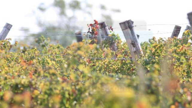 Mis padres transformaron un campo de soja en viñedo