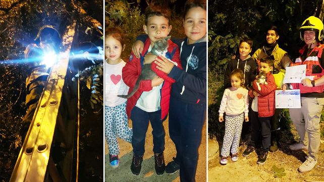 El rescate del pequeño gato fue en calle 1.570 al final