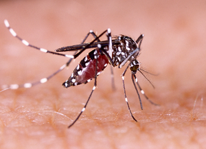Confirman el primer caso de chikungunya en Rosario