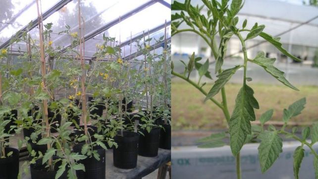 Tomate: una grave enfermedad con síntomas invisibles