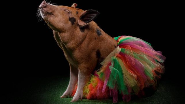 Cuál es la estrella en la nueva tendencia en adopción de mascotas exóticas