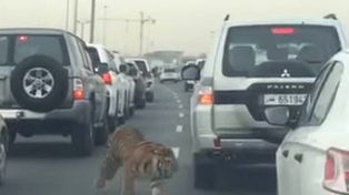 Un tigre se pasea en el medio de una autopista y quiere ingresar a los autos