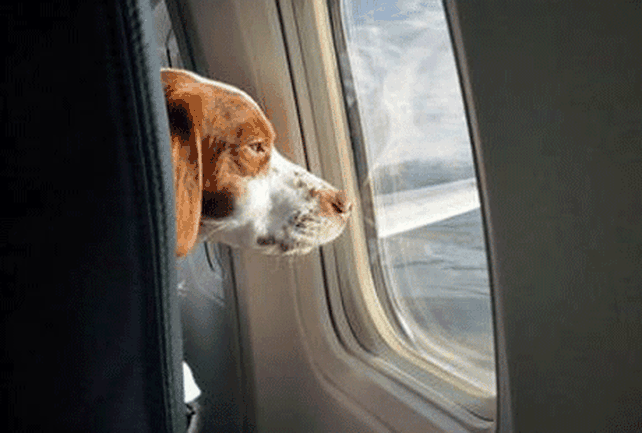 Pasajeros de Aerolíneas podrán llevar a sus mascotas en la cabina