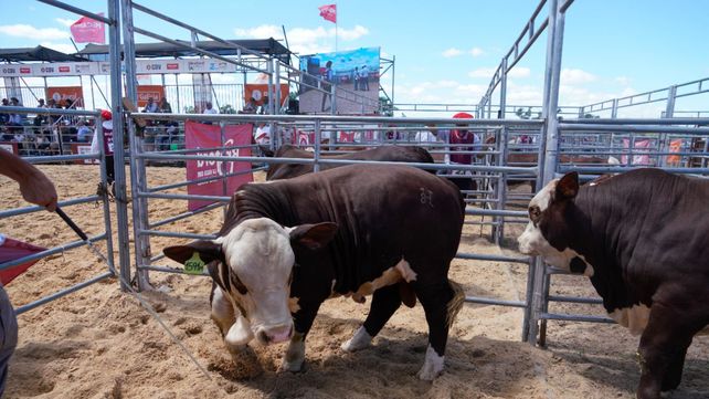 Expoagro: el repunte ganadero atrae la oferta de crédito y planes de inversión