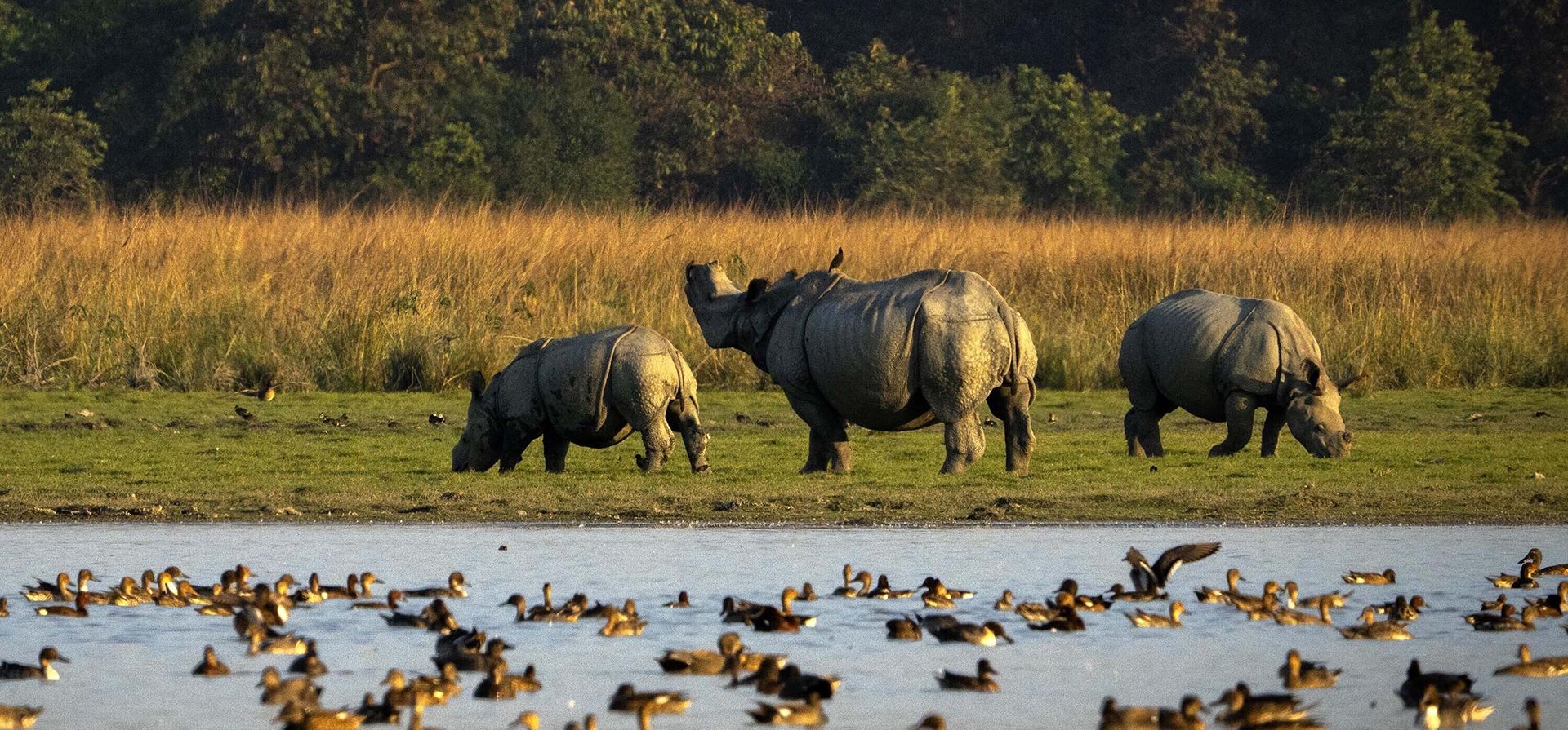 Un rinoceronte y sus crías pastan en el santuario de vida silvestre de Pobitora en las afueras de Guwahati, India, el martes 6 de diciembre de 2022. El santuario es conocido por su población de rinocerontes indios de un cuerno. Foto: AP