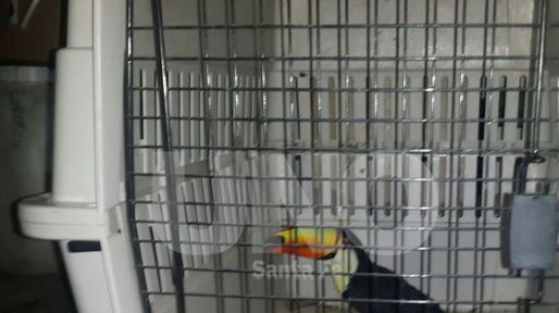 El tucán rescatado en marzo está cerca de su liberación