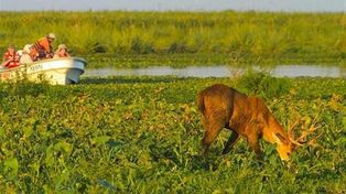 Restauran especies en los esteros del Iberá