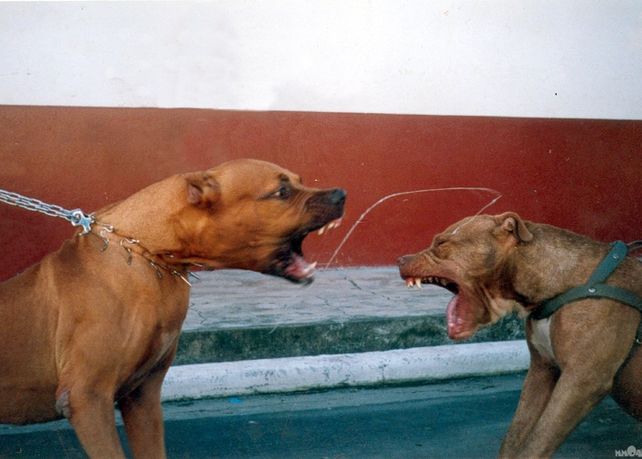 El proyecto apunta a controlar los perros potencialmente peligrosos en Rosario.