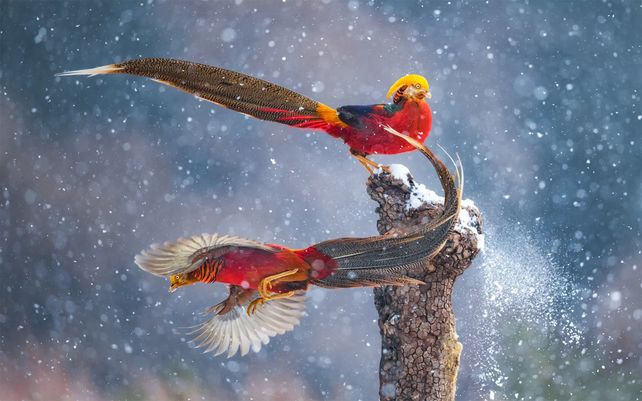 Bailando en la nieve. Photo by Qiang Guo, China