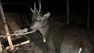 Guardafaunas bajo la lupa por la muerte de un huemul