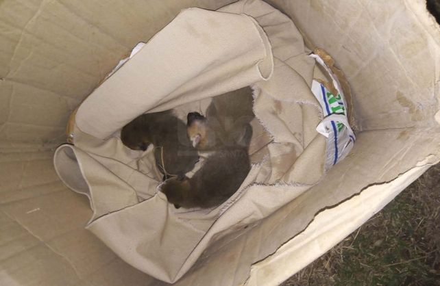 Los tres cachorros rescatados