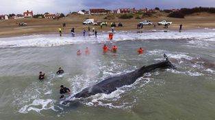 Una ballena jorobada encalló frente a la costa de Mar del Tuyú e intentan devolverla al mar