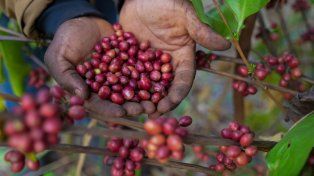 Excelsa, la variedad que quiere combatir la crisis del café por el cambio climático