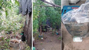 Hallaron un vivero de marihuana en una casa de Concordia