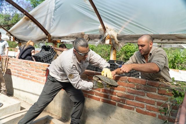 Las tortugas de agua, en pleno trabajo de evaluación.