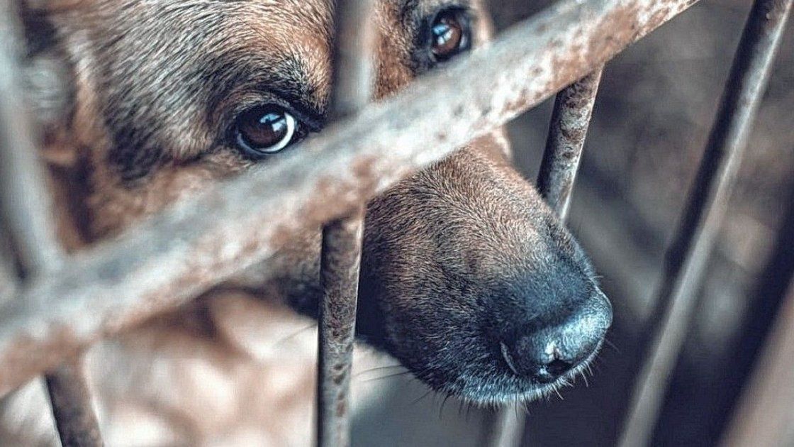 Maltrato animal: Paraná se suma a la marcha nacional por penas más duras