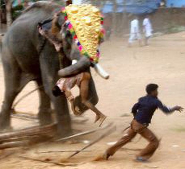 Un elefante entr&oacute; a un templo hind&uacute; y mat&oacute; a tres personas