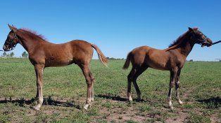 Estos caballos son gemelos y clones del mismo macho que aportó su ADN para que nacieran, a pesar de que el ejemplar de la derecha es una hembra. (Fotos gentileza Kheiron Biotech).