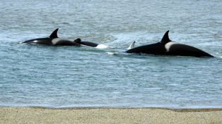 Espectacular varamiento de orcas en una zona de la península Valdés