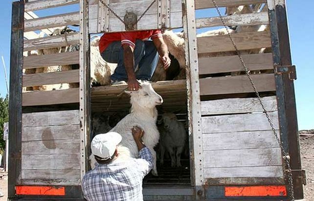 recuperados. Los ladrones debieron entregarse cuando huían.&nbsp;