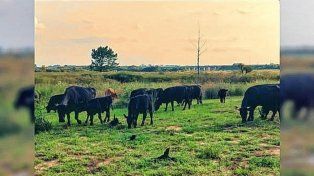 Los vacunos fueron hallados en un camino vecinal sin salida hacia el Arroyo Yuquerí.