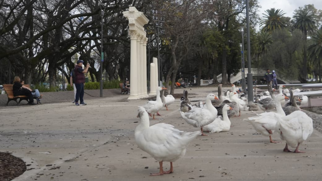 Ataque de un perro a gansos en el Laguito: No es la primera vez que ocurre