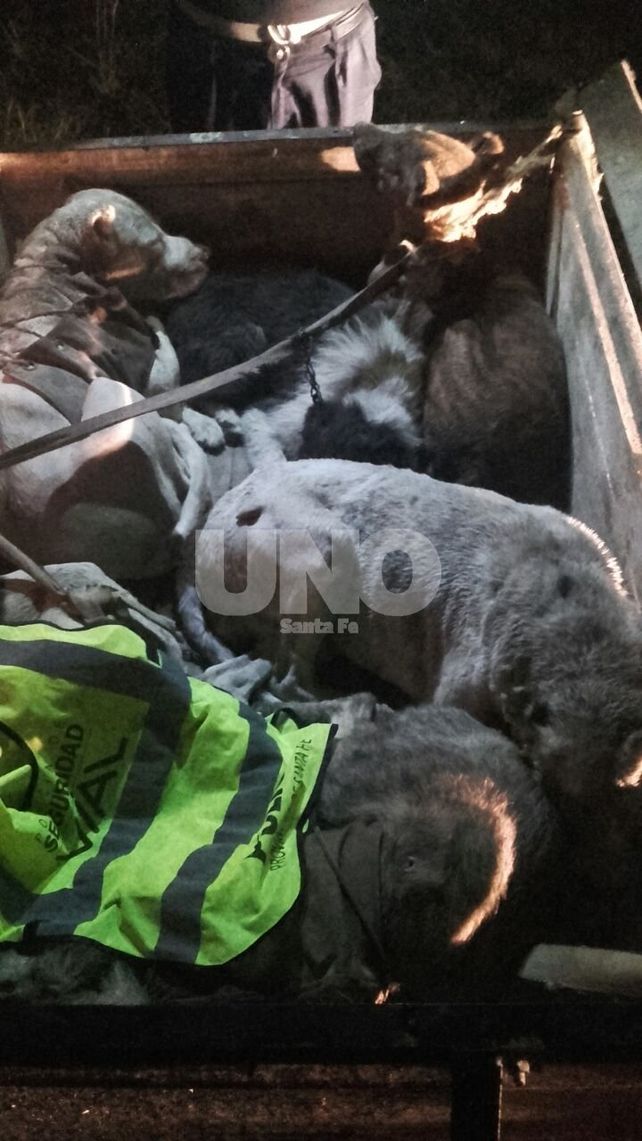 Salvaje. Los 10 perros que fueron rescatados por los policías tenían heridas graves que le produjeron los chanchos jabalíes.