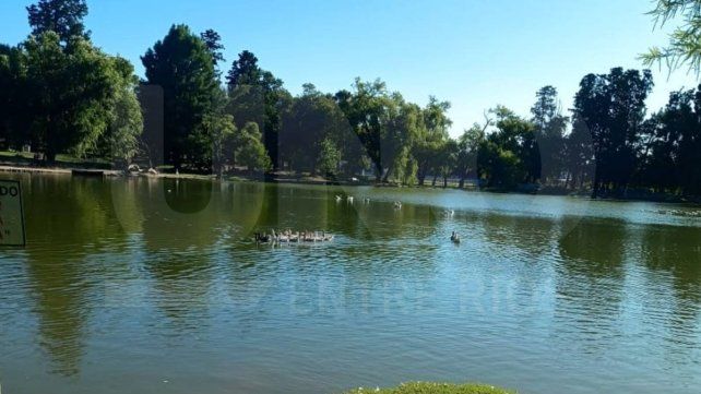 El coordinador del parque Gazzano de Paraná explicó que en los primeros meses los gansos son víctimas de depredadores