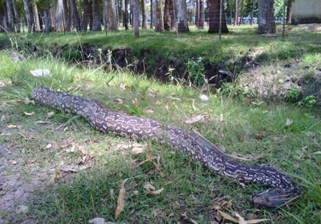 Encuentran una “Lampalagua” en el acceso principal a Malabrigo