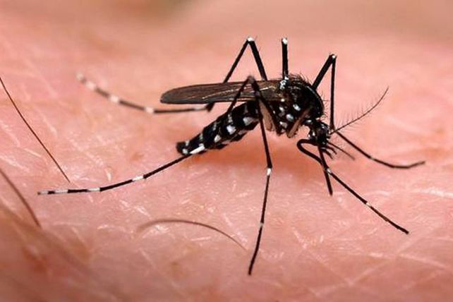 El aedes aegyptis es el vector de la enfermedad