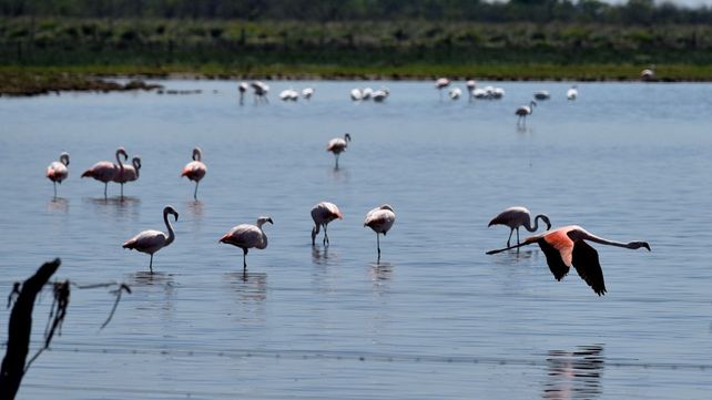 La laguna El Palmar es uno de los puntos geográficos que recorre el flamenco rosado.