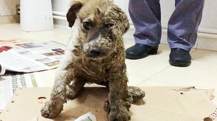 La transformación del perro que fue bañado en pegamento
