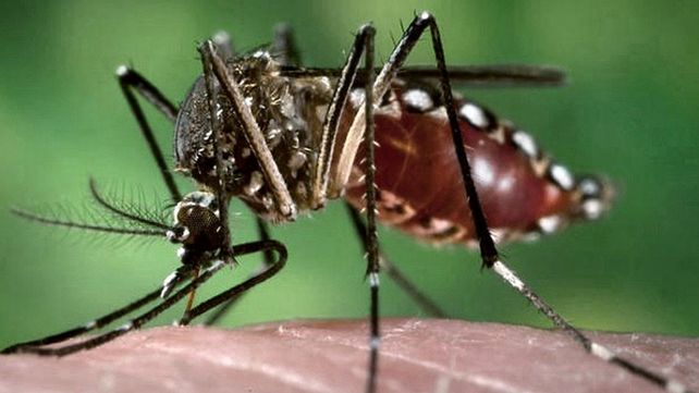 Es importante evitar las picaduras del mosquito y consultar al Centro de Salud más cercano ante la aparición de síntomas de dengue.